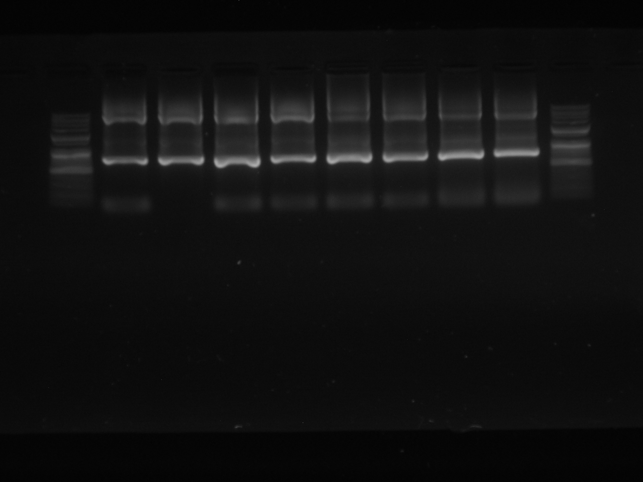 2014-1학기 분자생물학 [PCR결과]